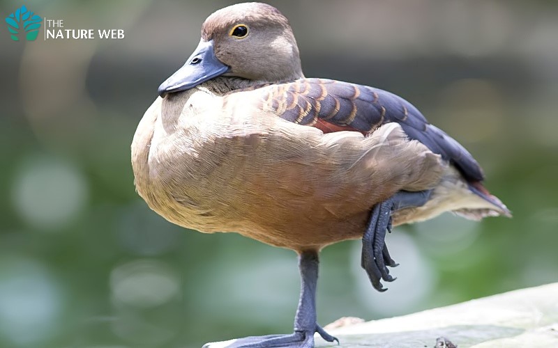 Lesser Whistling Duck